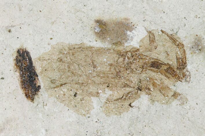 Miocene Pea Crab (Pinnixa) Fossil - California #141617